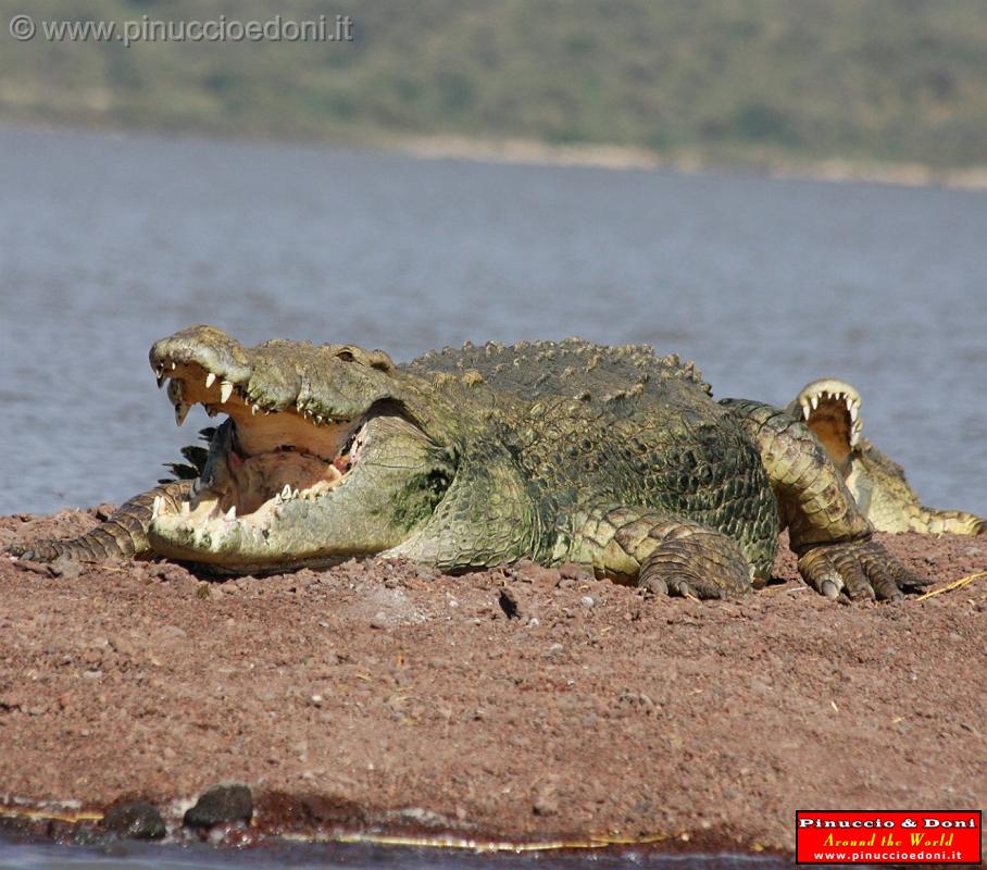 Ethiopia - Lago Chamo - Coccodrilli - 07.jpg